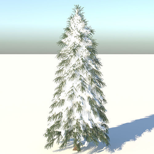 Fraseri Tree 3D model