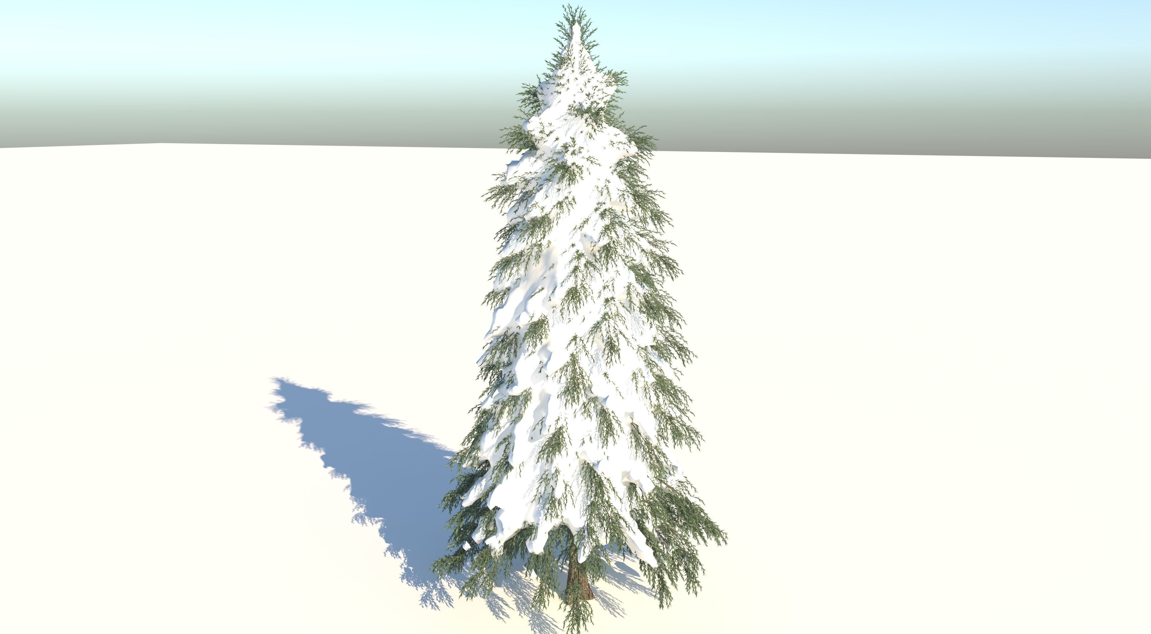 Fraseri Tree 3D model_4