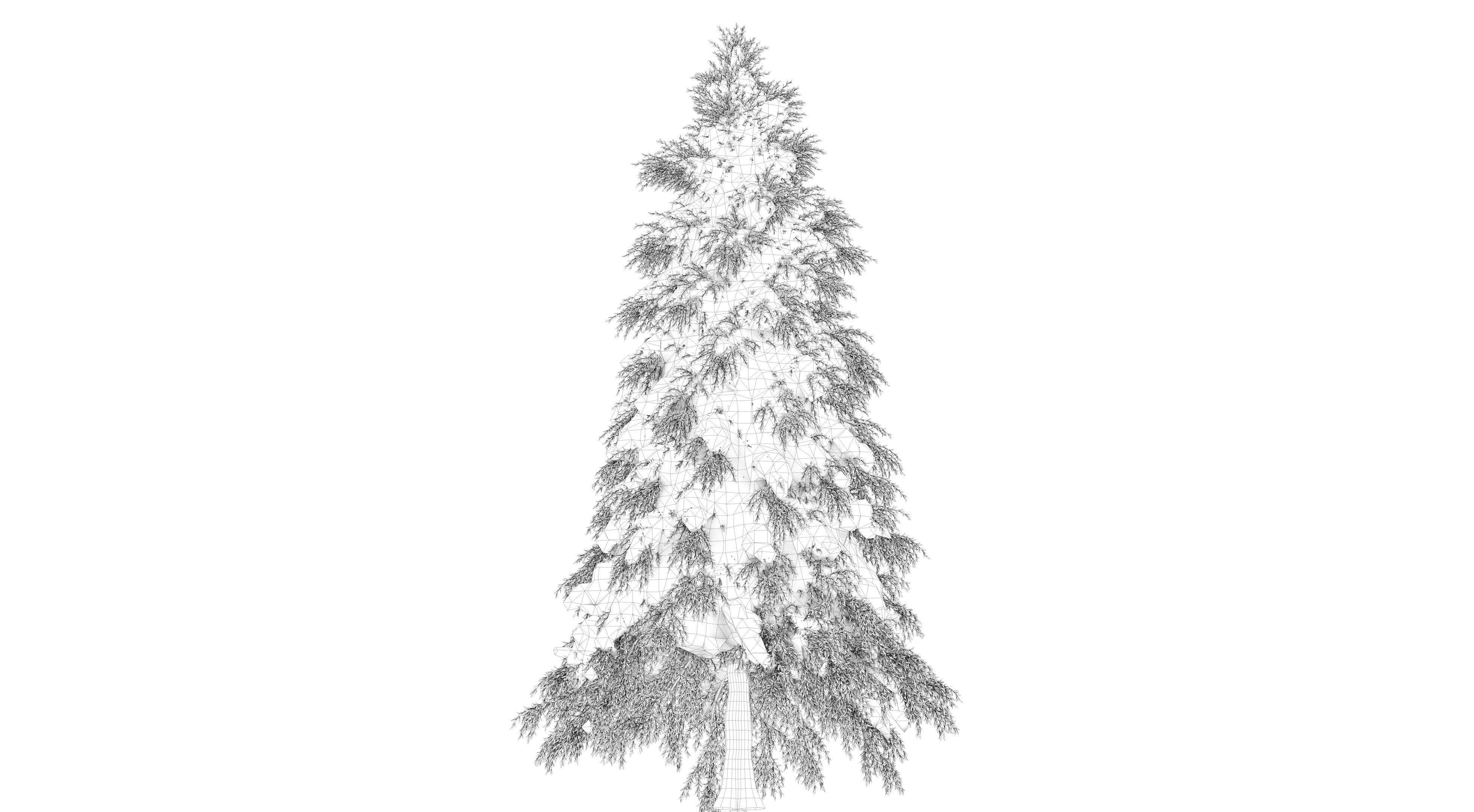 Fraseri Tree 3D model_11