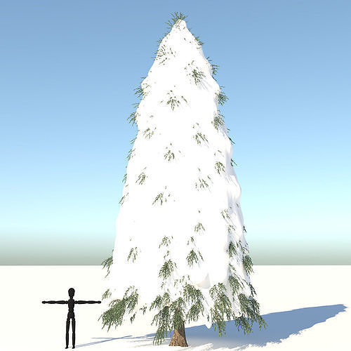 Snow Fraseri Tree 3D model