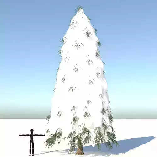 Snow Fraseri Tree