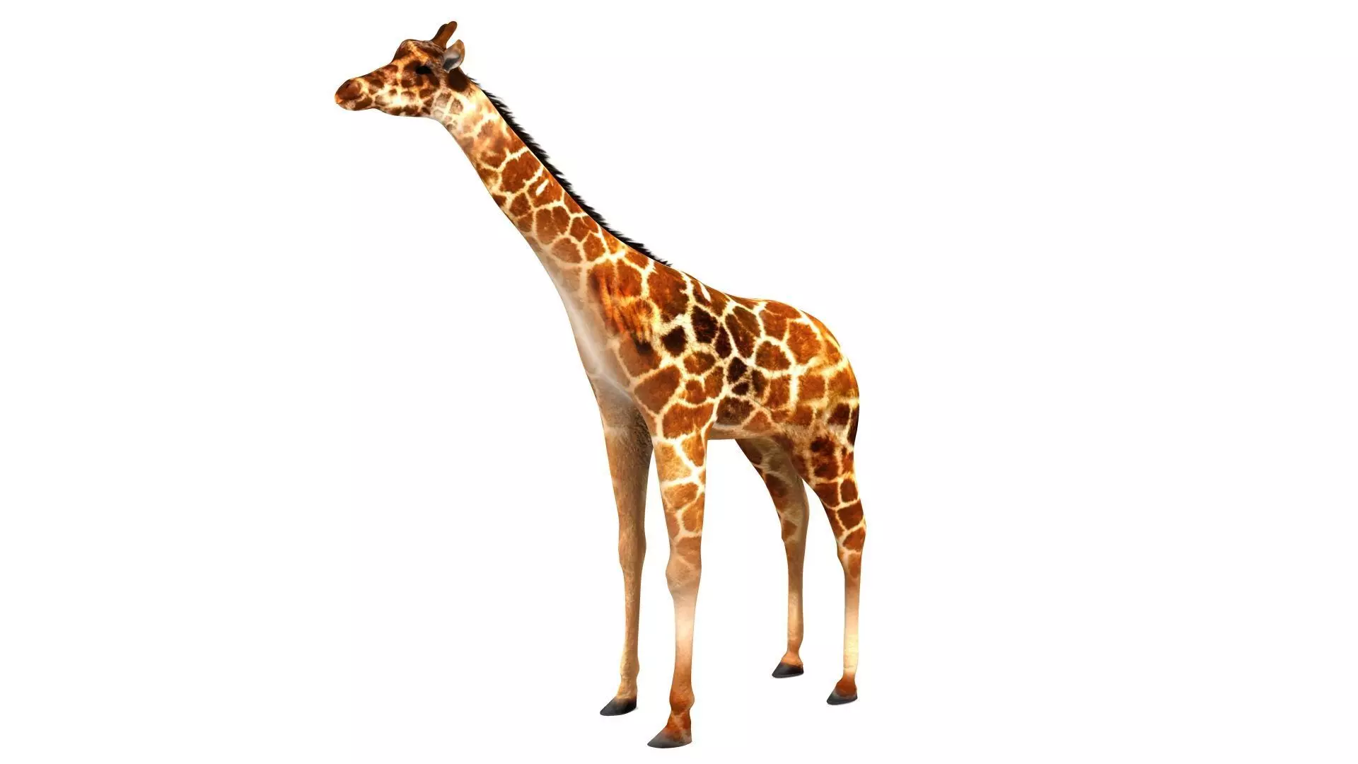 Giraffe 3D model