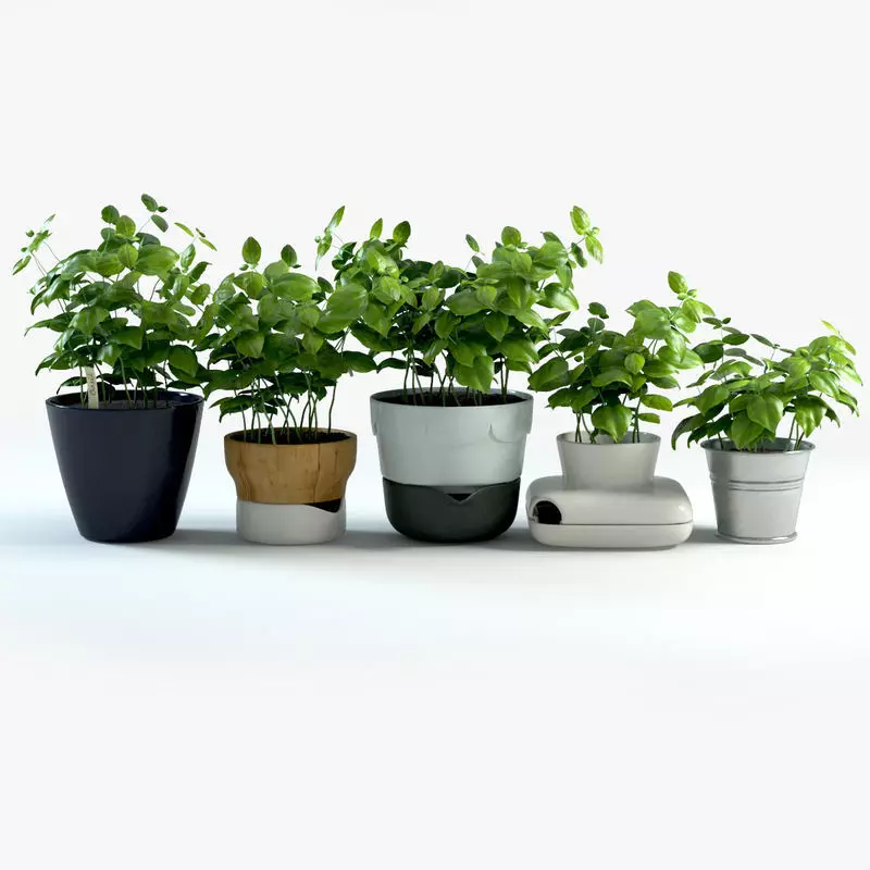 Basil plant in pot 3D model