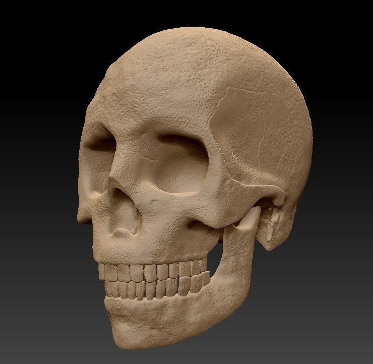 Skull human 3D model_2
