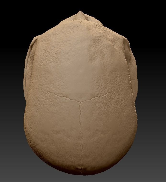 Skull human 3D model_4