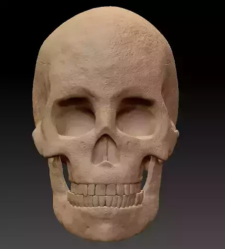 Skull human