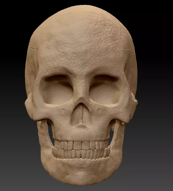 Skull human 3D model_0