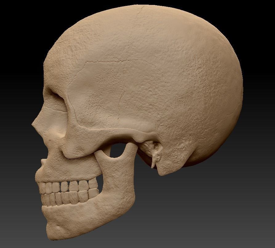 Skull human 3D model_3
