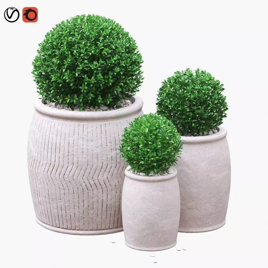 Potted Buxus Balls 02 3D model
