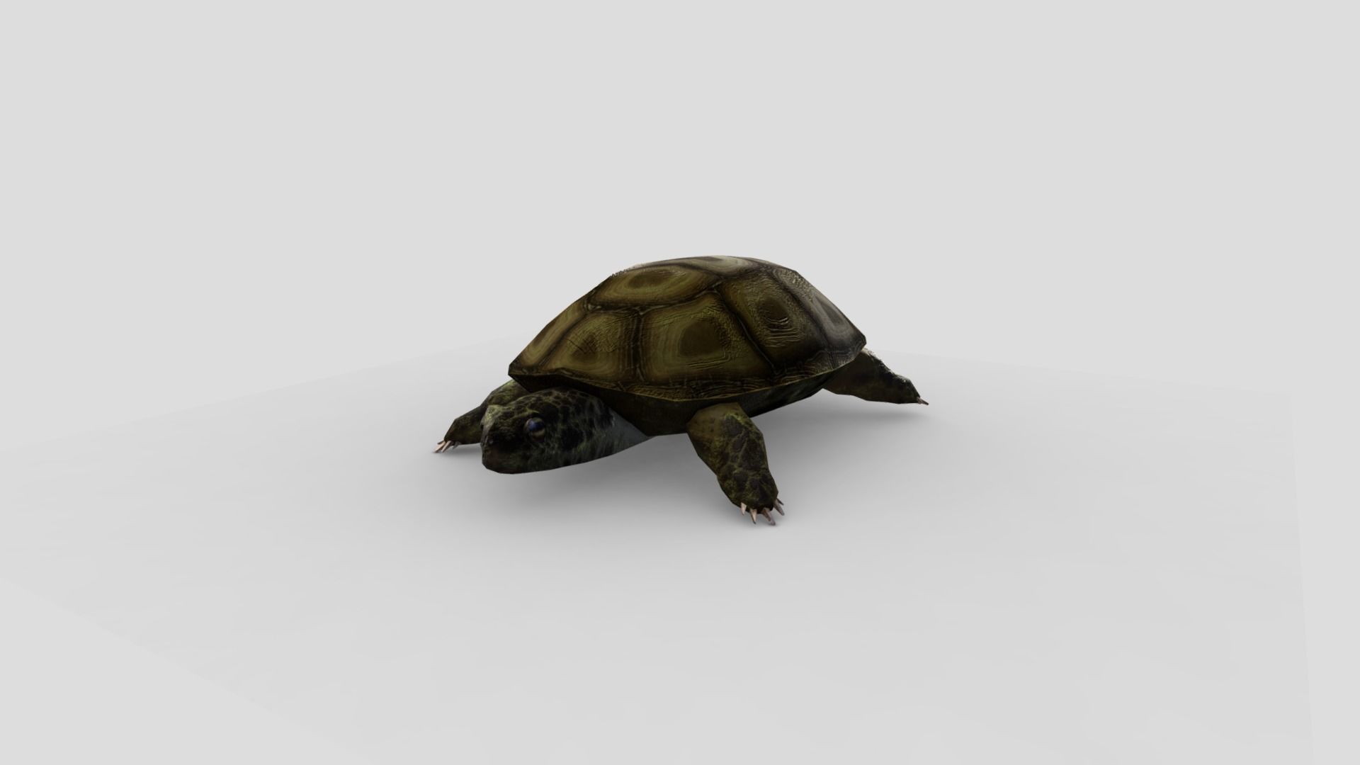 Swamp Turtle Low-poly 3D model_1