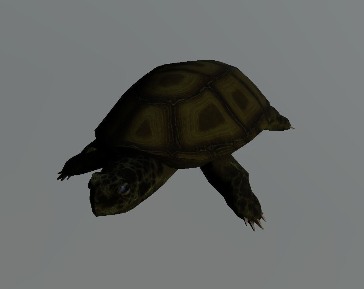 Swamp Turtle Low-poly 3D model_9