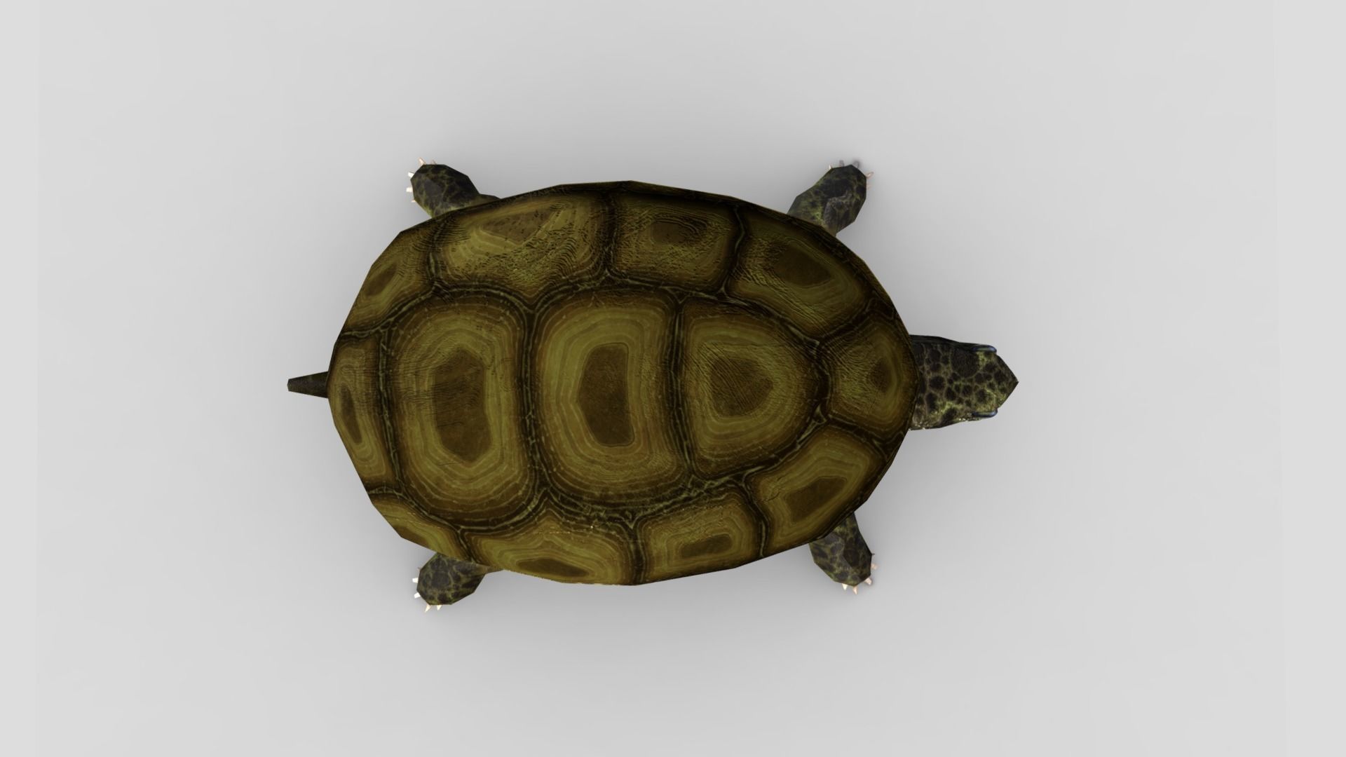 Swamp Turtle Low-poly 3D model_4