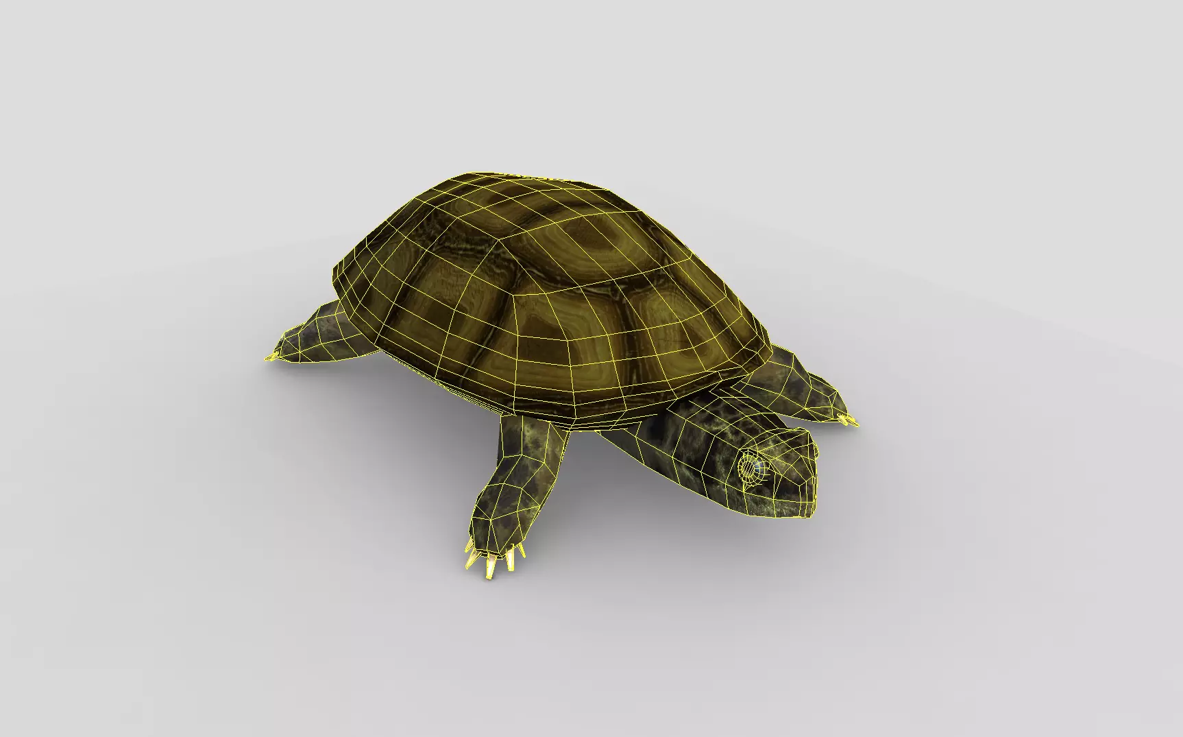 Swamp Turtle Low-poly 3D model_0