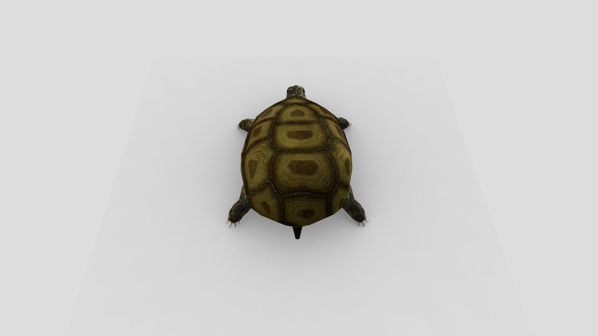 Swamp Turtle Low-poly 3D model_6
