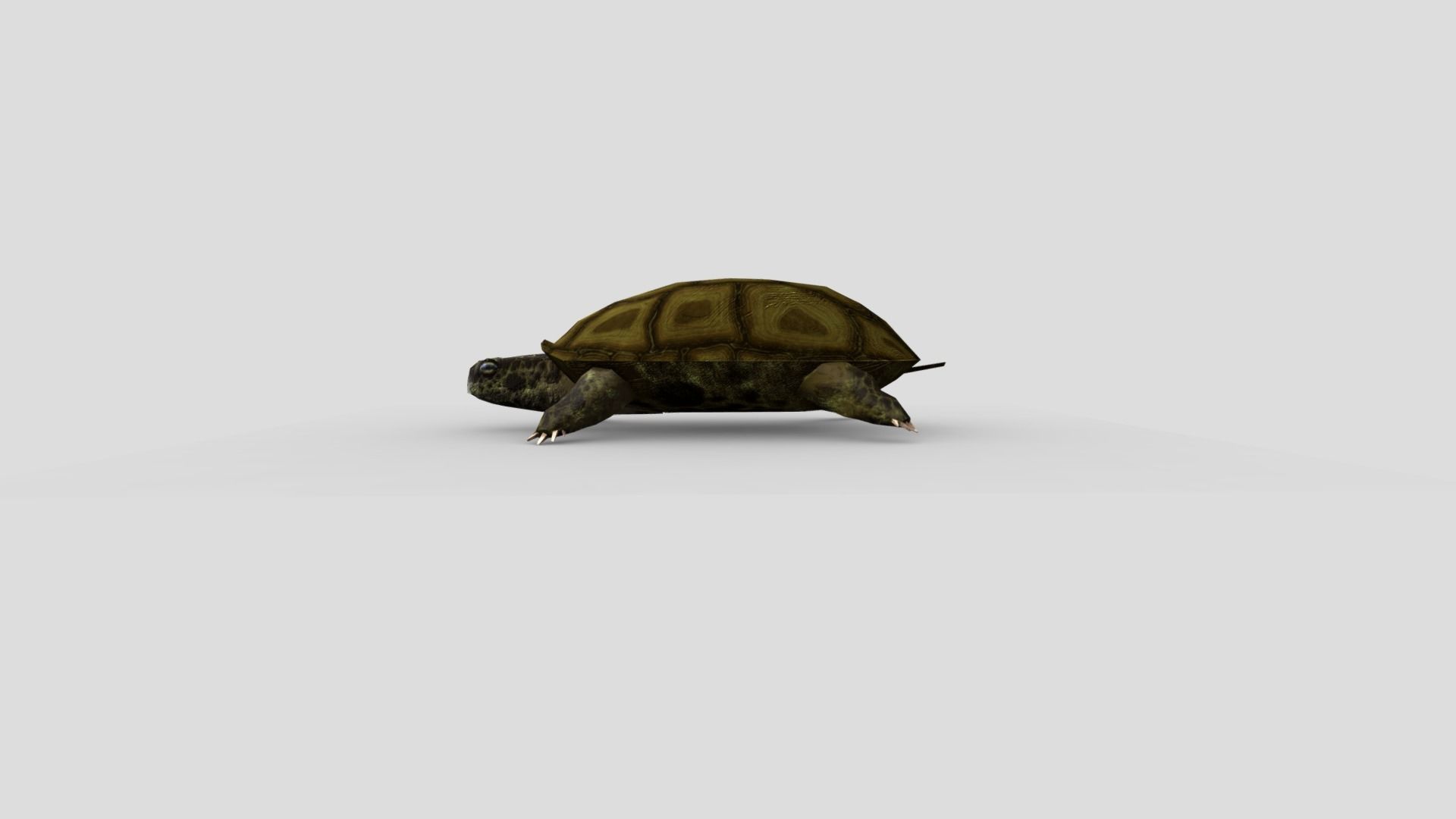 Swamp Turtle Low-poly 3D model_7