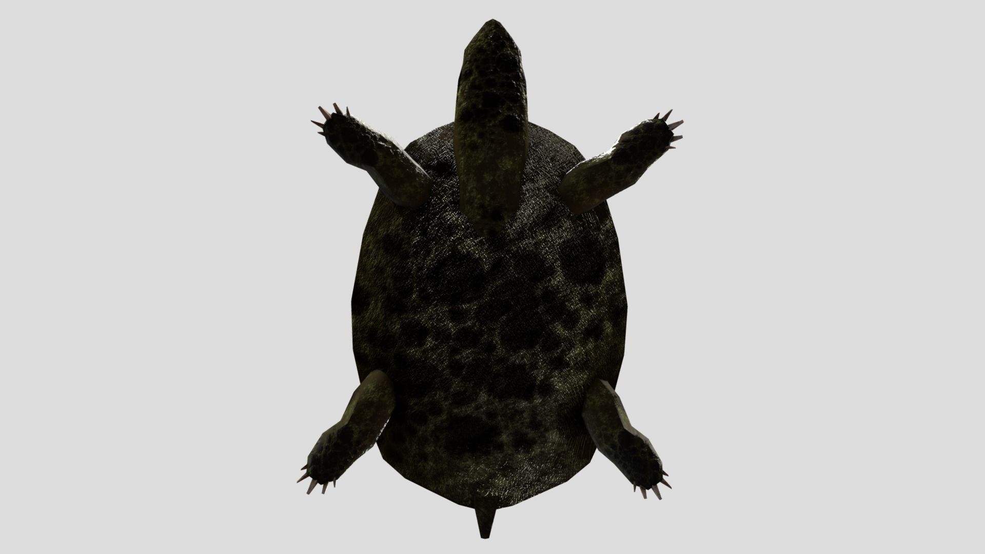 Swamp Turtle Low-poly 3D model_5