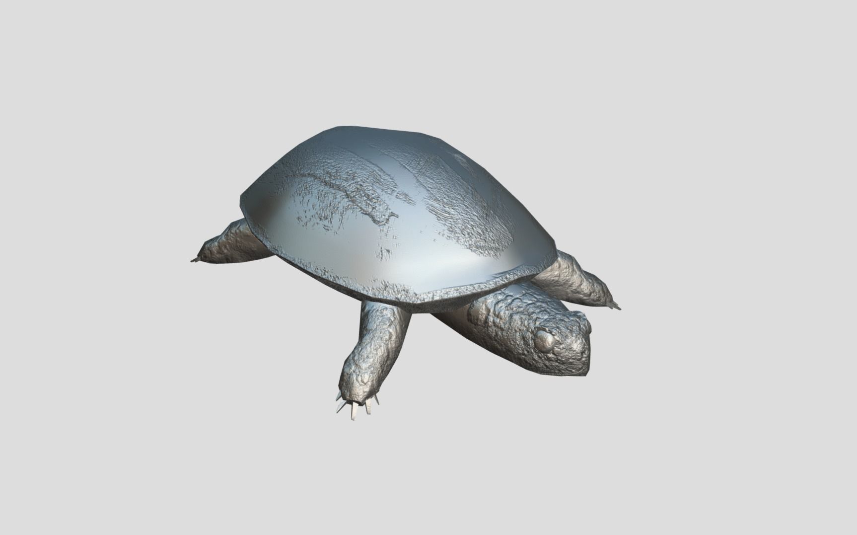 Swamp Turtle Low-poly 3D model_12