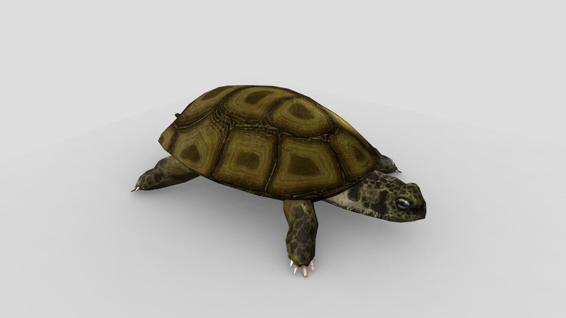 Swamp Turtle Low-poly 3D model_3