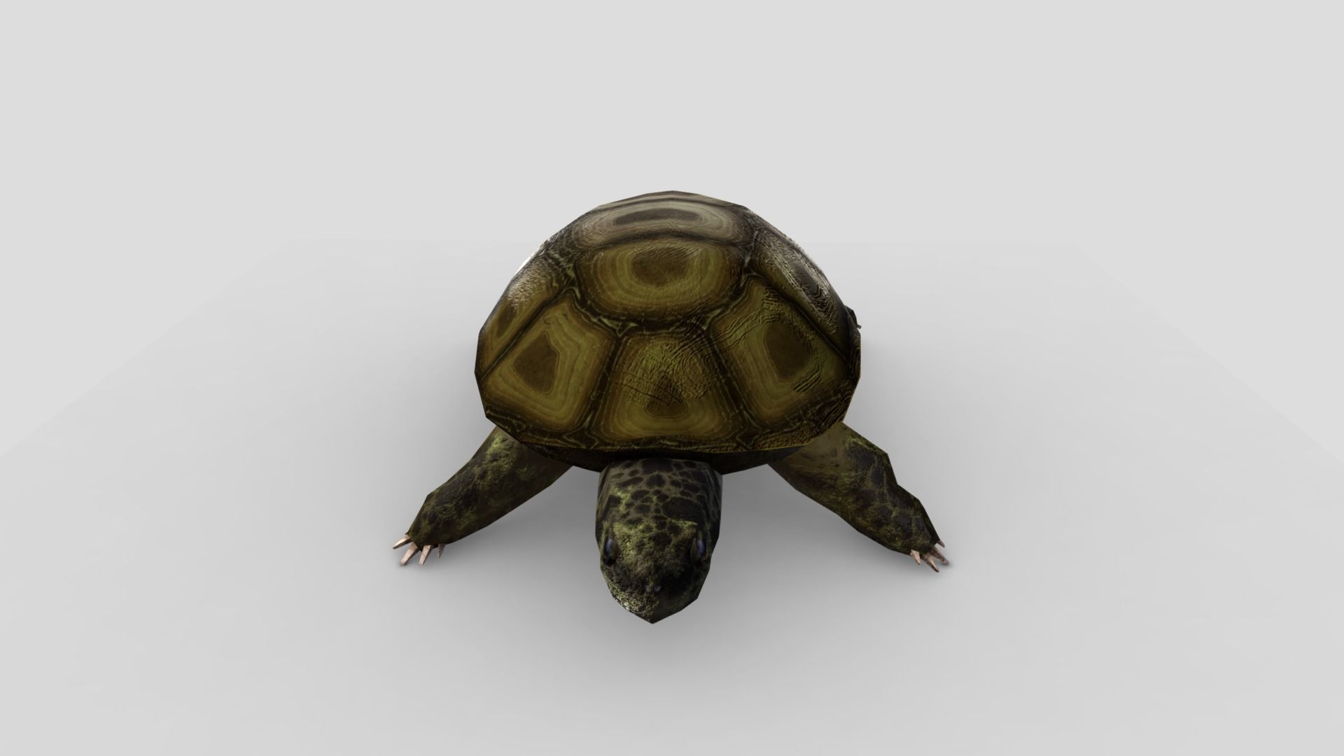 Swamp Turtle Low-poly 3D model_2