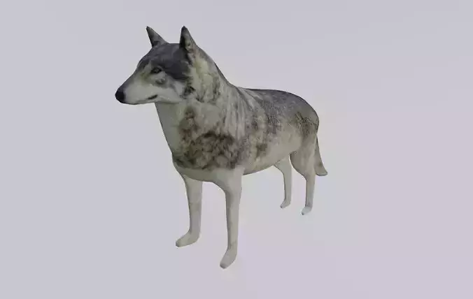 Wolf - Low poly and High poly - Lobo Low-poly 3D model