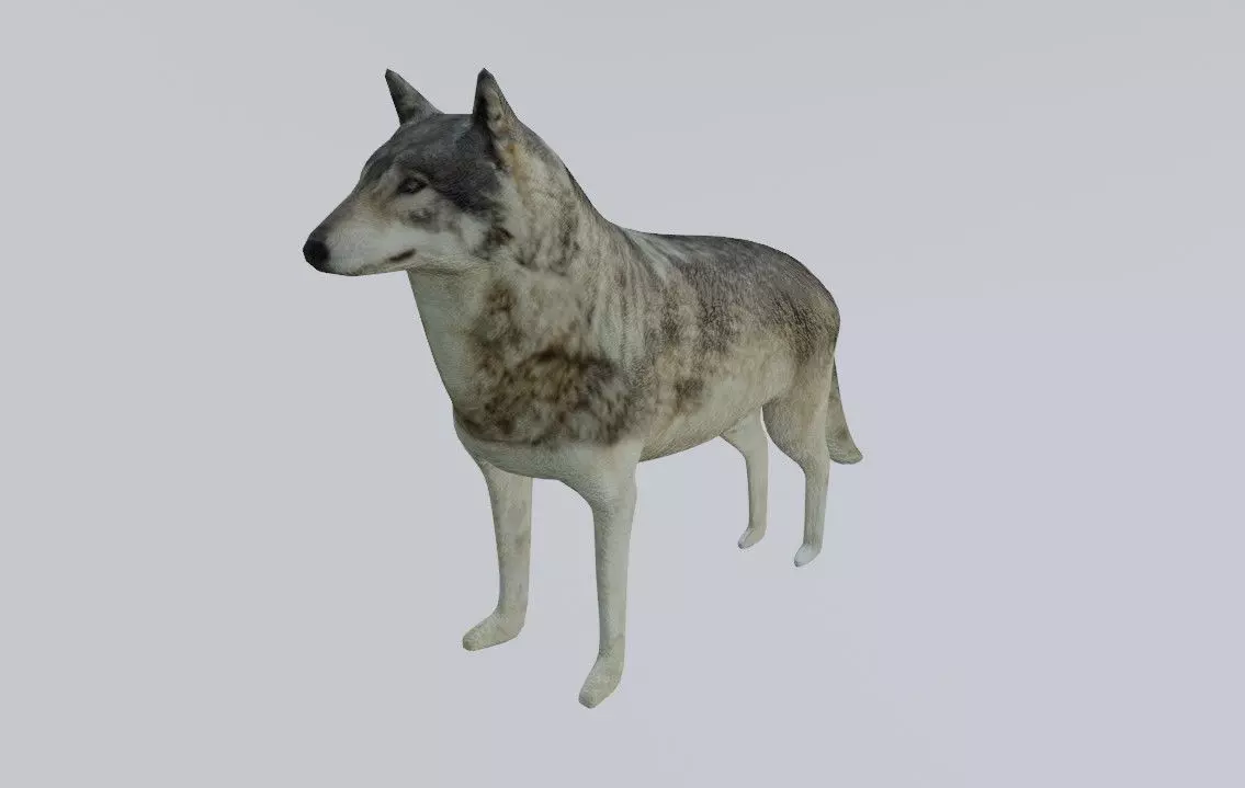 Wolf - Low poly and High poly - Lobo Low-poly 3D model