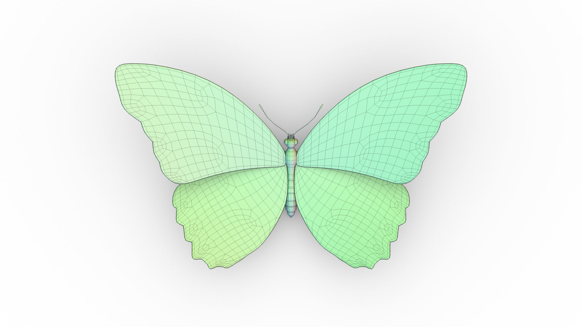 Blue Morpho Butterfly Low-poly 3D model_9