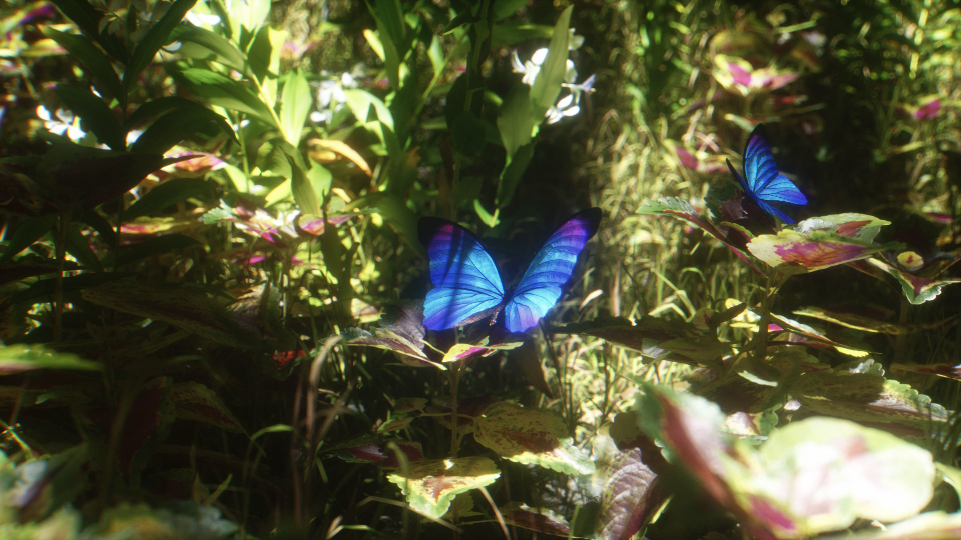 Blue Morpho Butterfly Low-poly 3D model_17