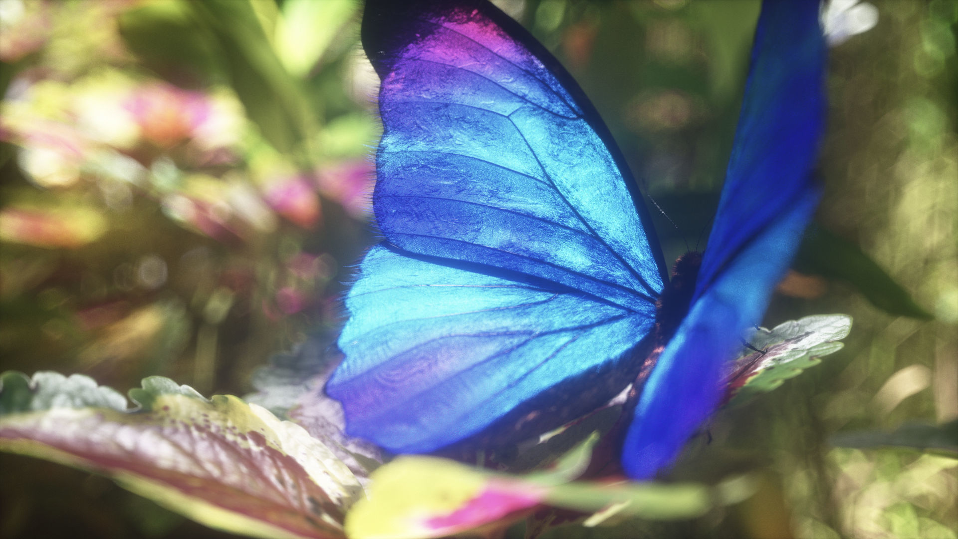 Blue Morpho Butterfly Low-poly 3D model_16