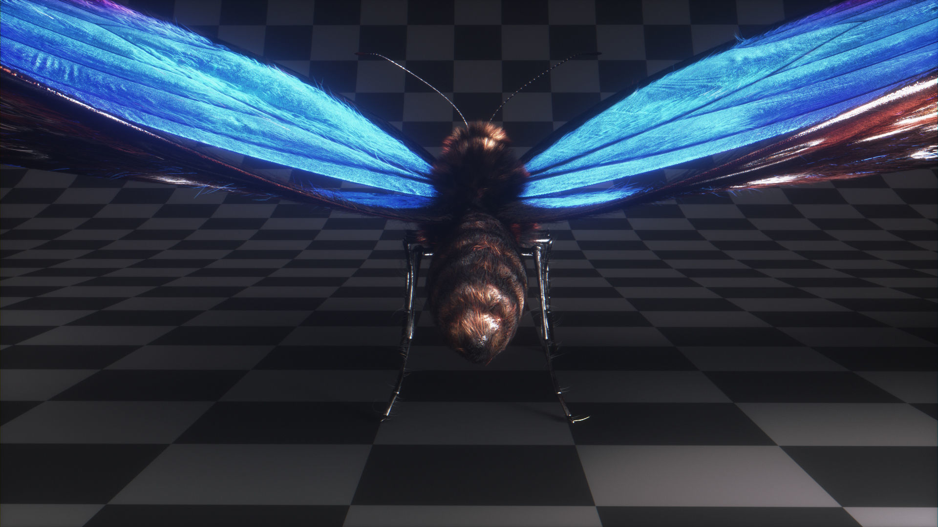Blue Morpho Butterfly Low-poly 3D model_10
