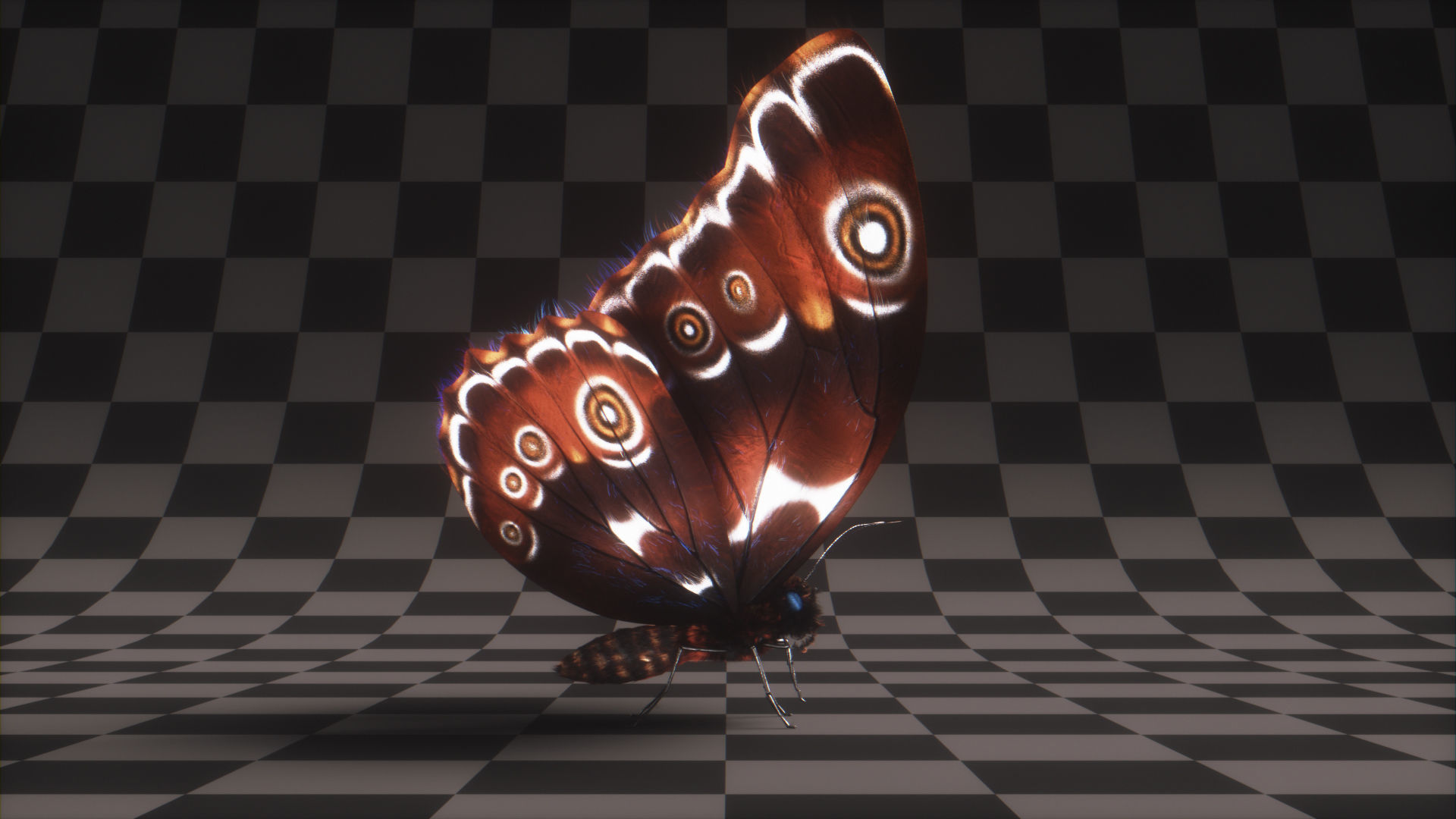 Blue Morpho Butterfly Low-poly 3D model_12