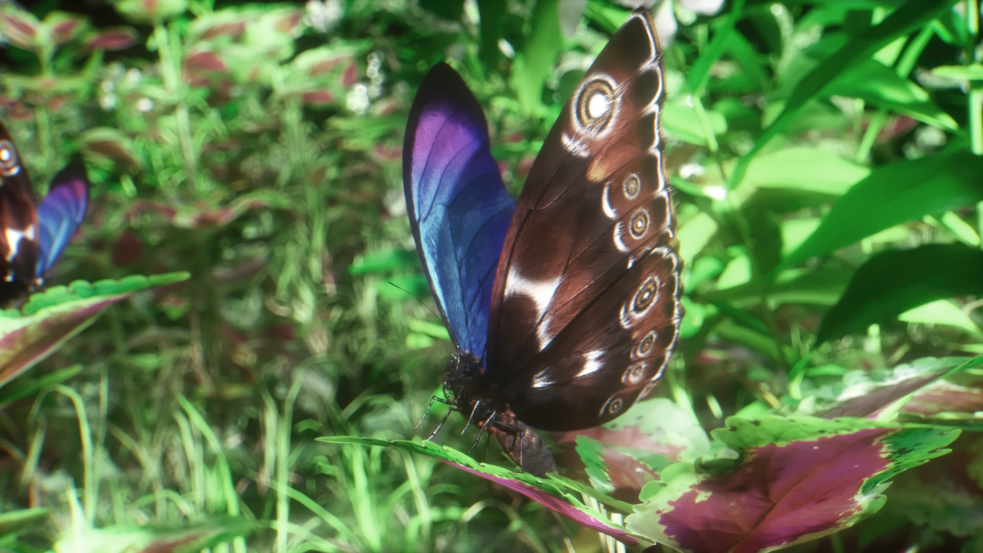 Blue Morpho Butterfly Low-poly 3D model_19