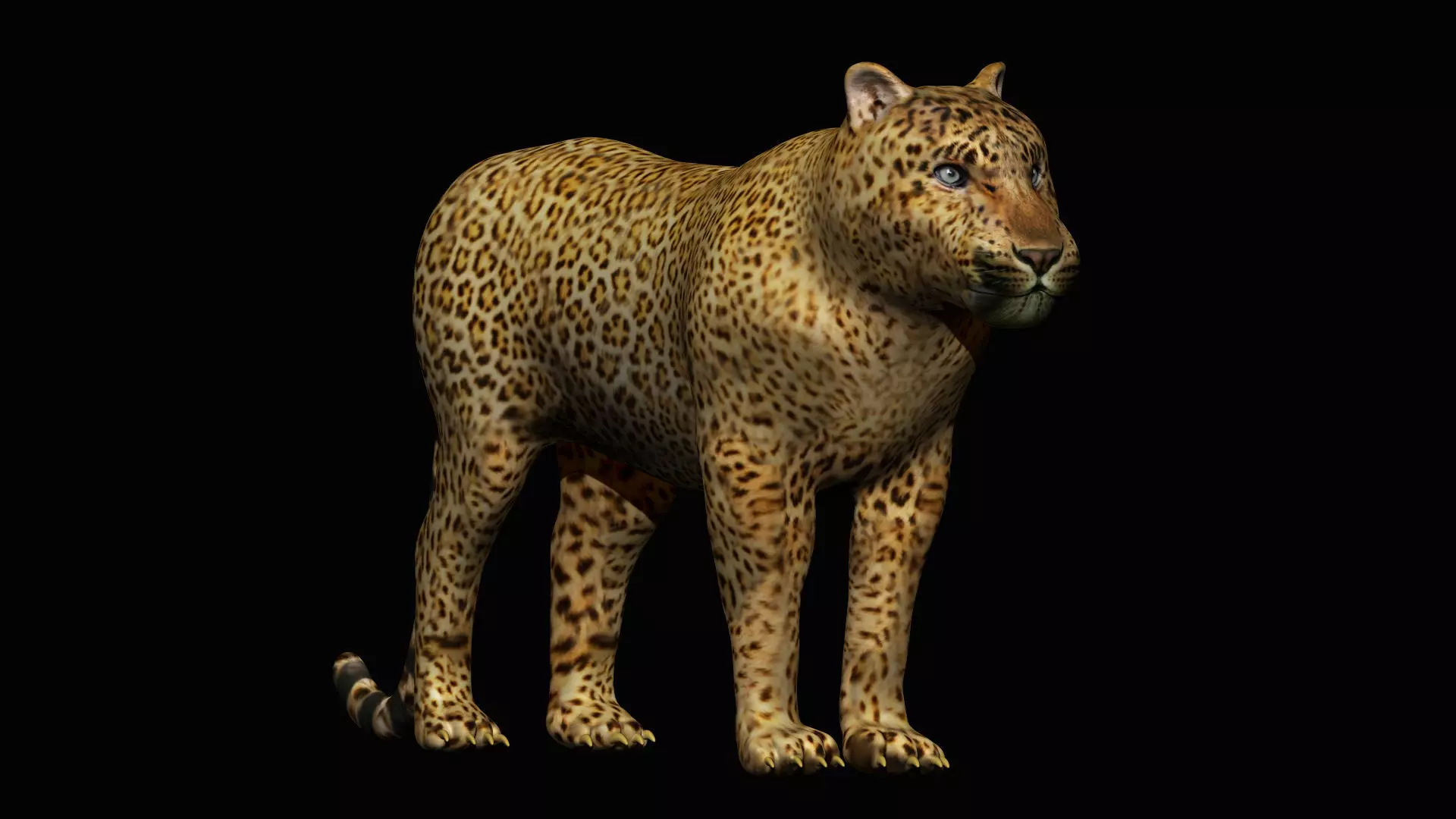 Leopard 3D model