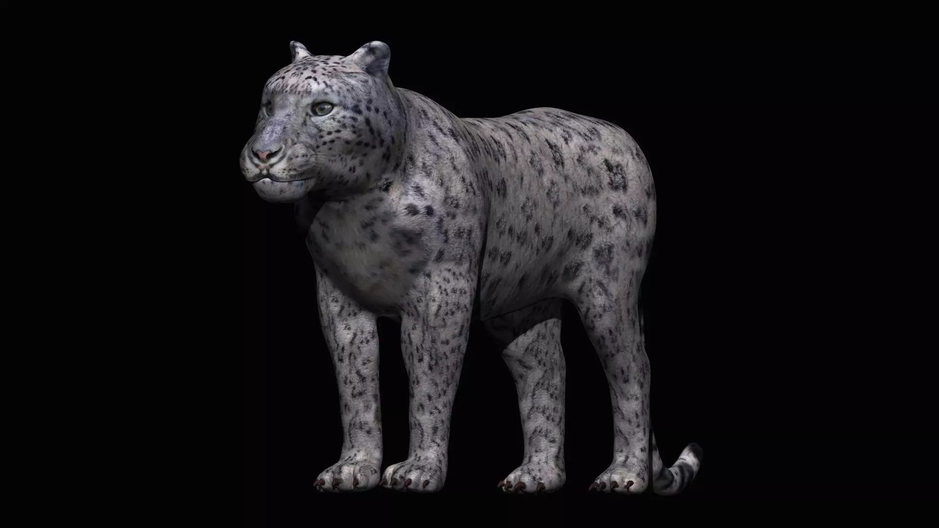 Snow leopard 3D model