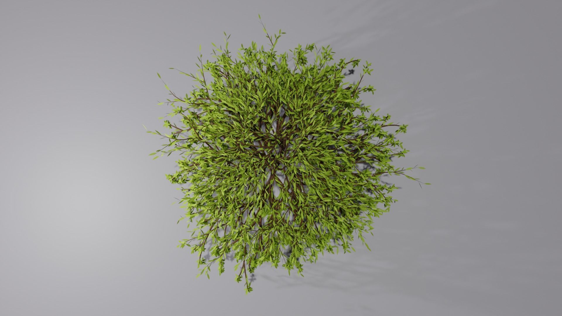 Willow Tree 3D model_2