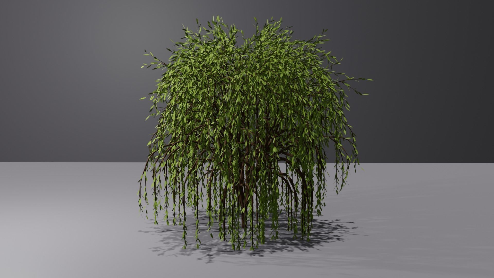 Willow Tree 3D model_1