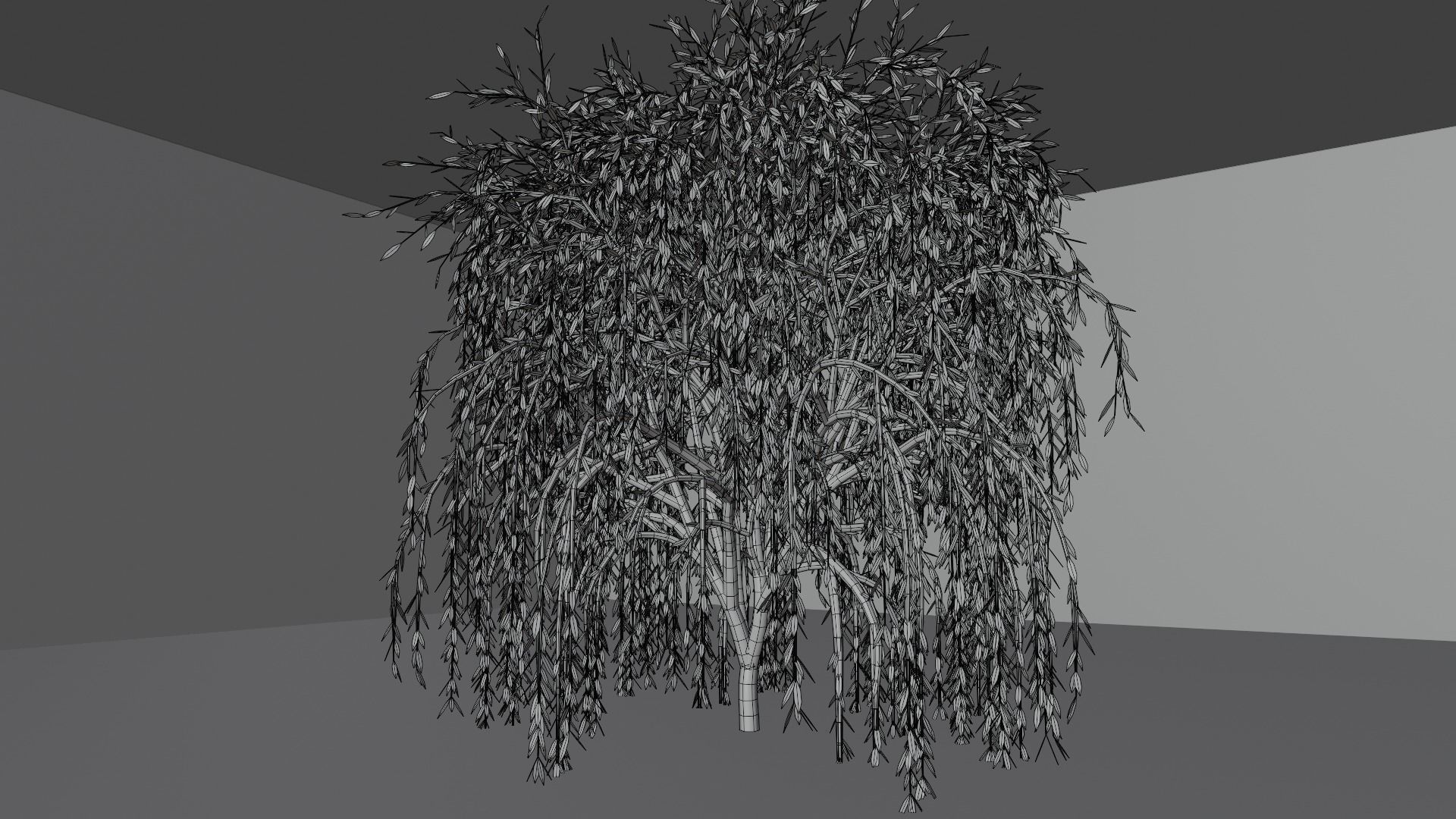 Willow Tree 3D model_4