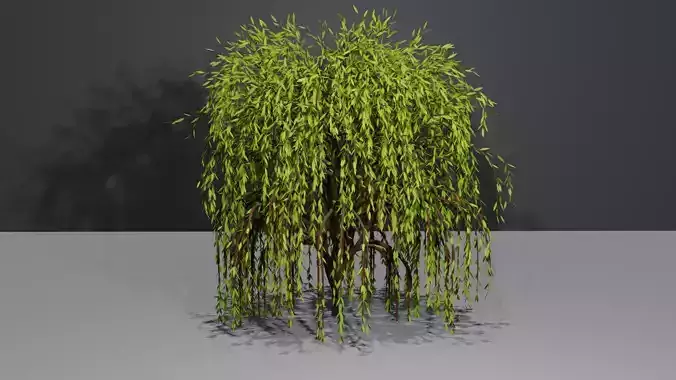 Willow Tree
