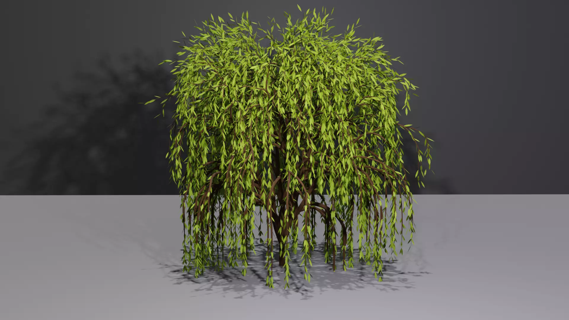 Willow Tree 3D model_0