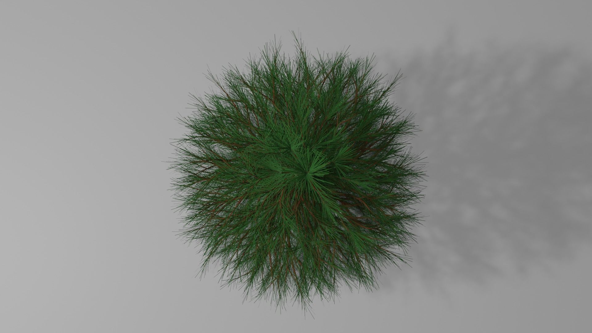 Pine Tree 1 3D model_2