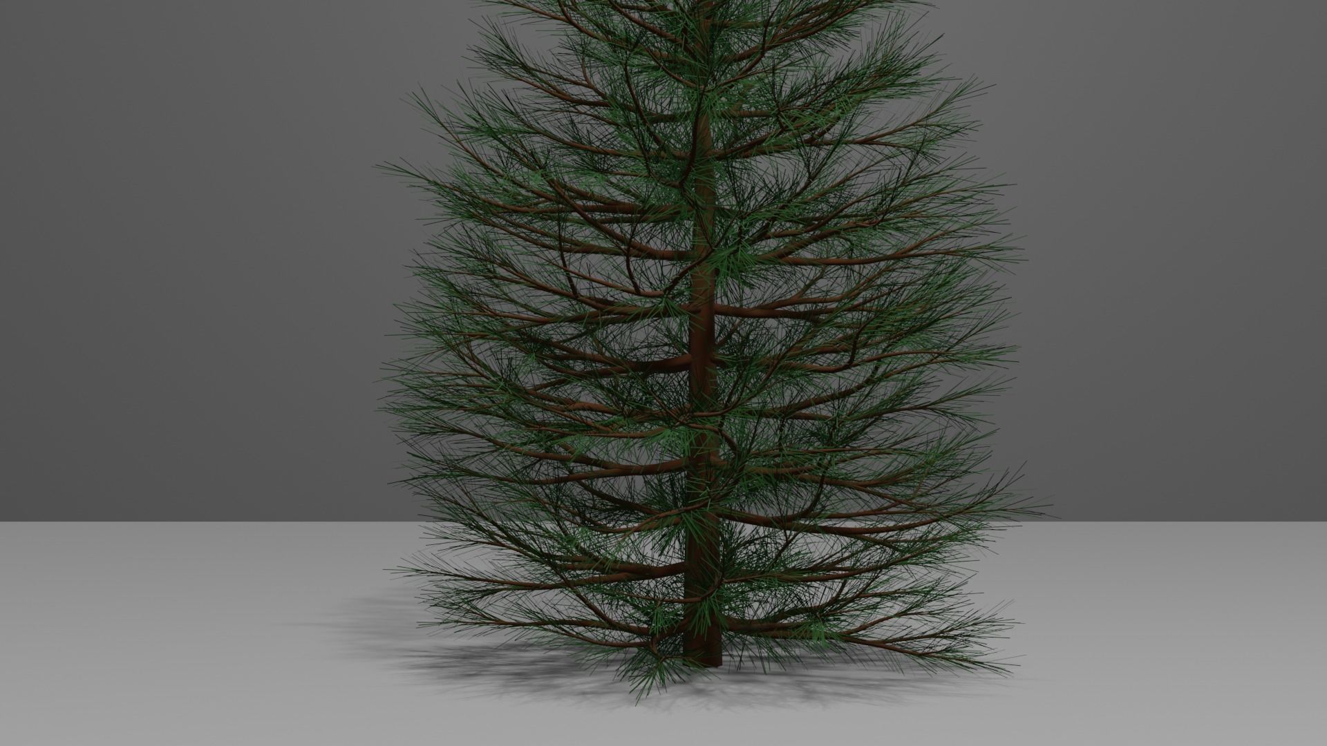 Pine Tree 1 3D model_3