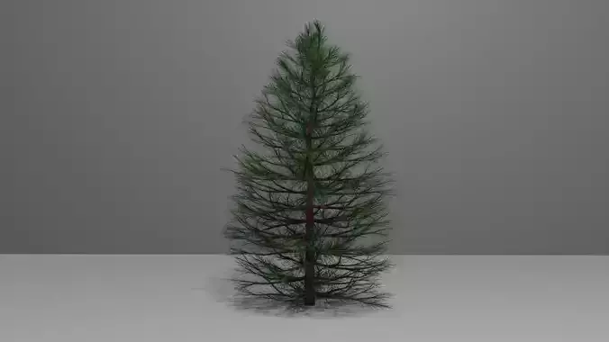 Pine Tree 1