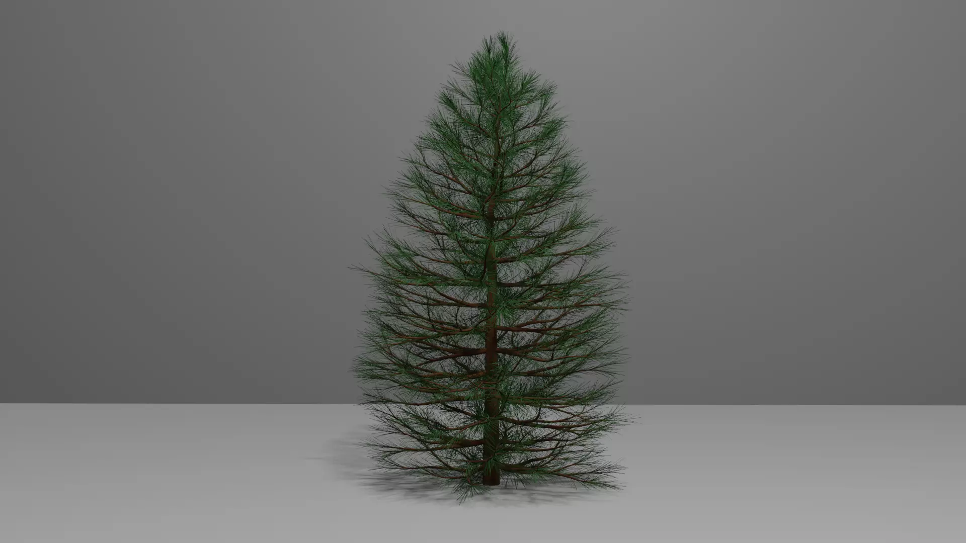 Pine Tree 1 3D model_0