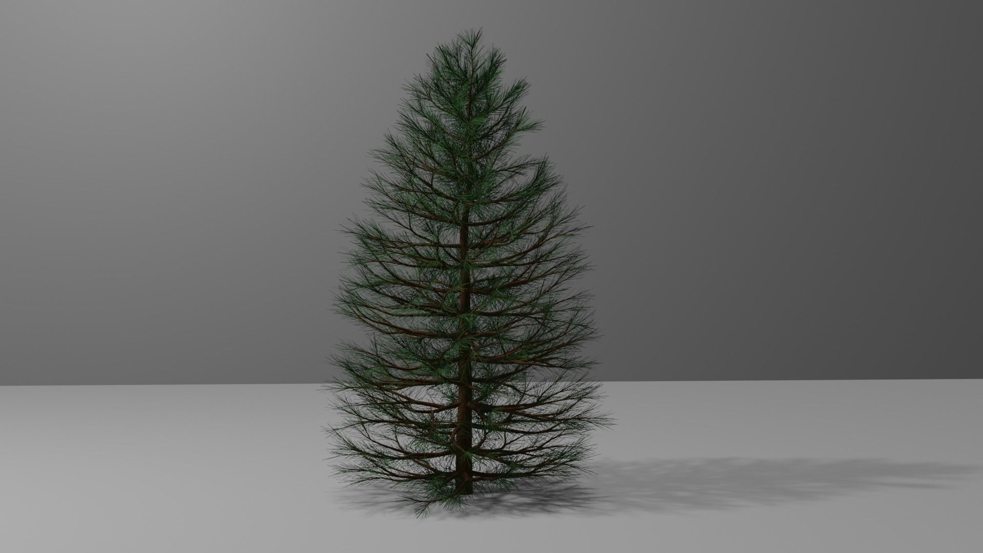 Pine Tree 1 3D model_1