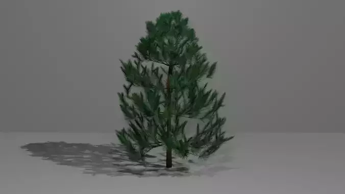 Pine Tree 2