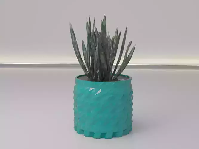 succulent flower pot