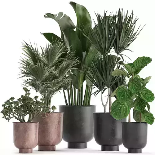 Decorative plants in flowerpots 836