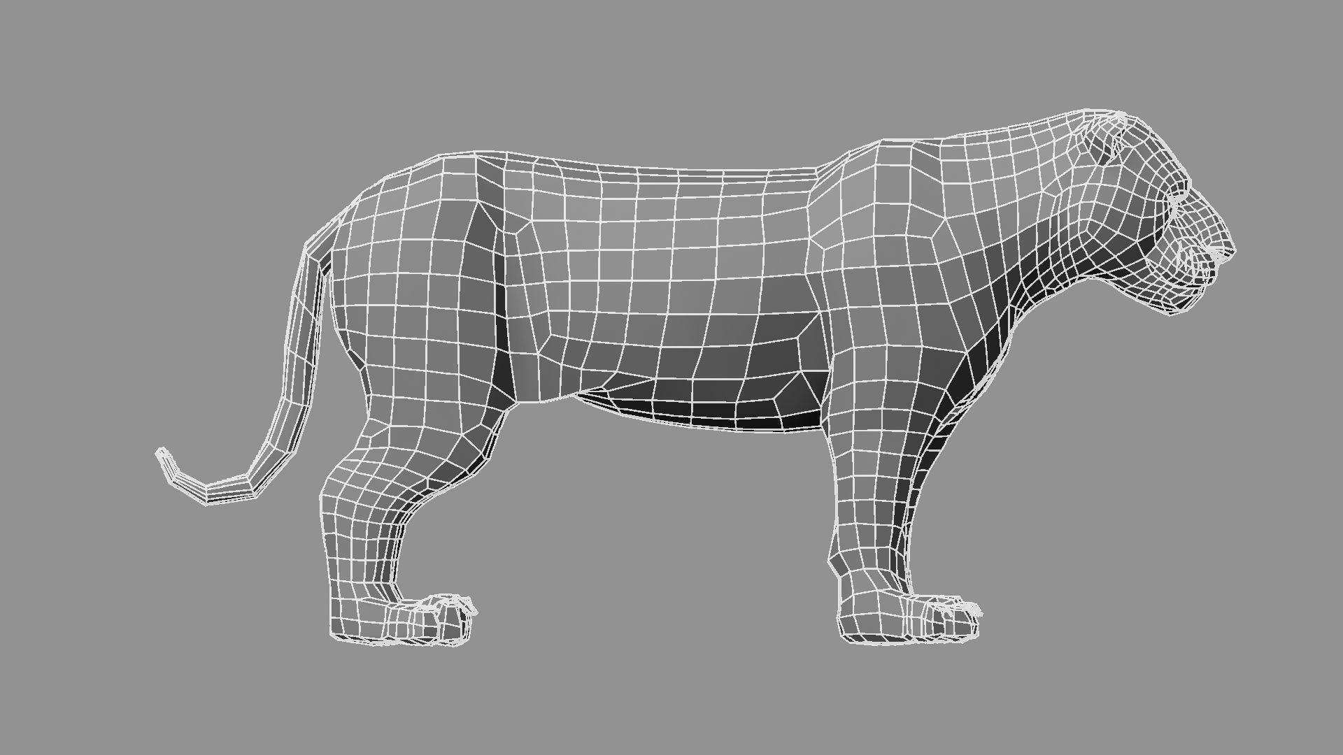 3D White Tiger 3D model_32