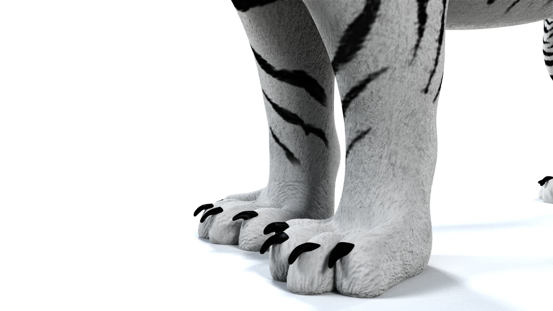 3D White Tiger 3D model_19