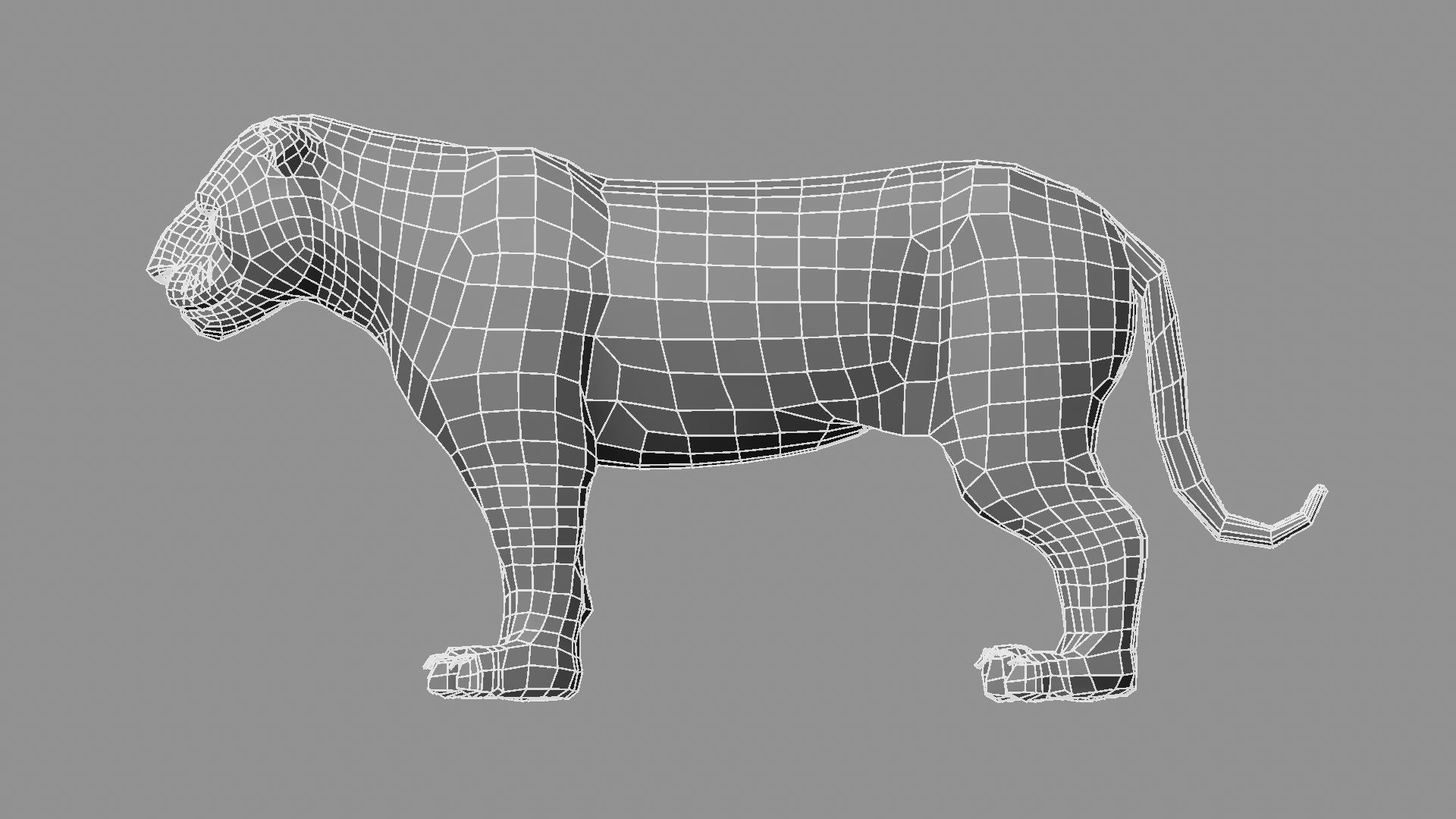 3D White Tiger 3D model_18