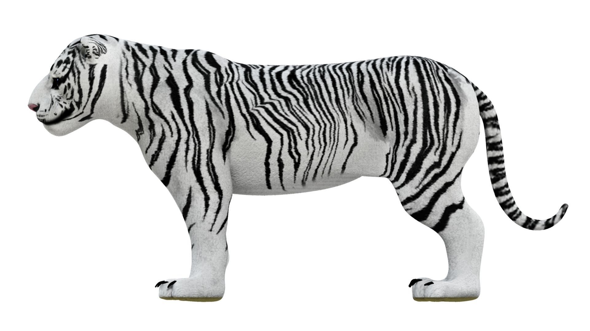 3D White Tiger 3D model_20